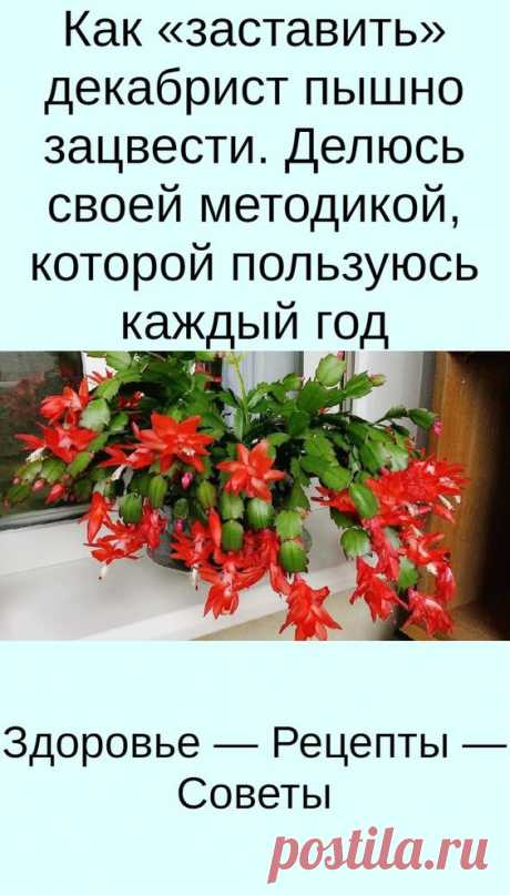 Как «заставить» декабрист пышно зацвести. Делюсь своей методикой, которой пользуюсь каждый год