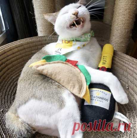 Свежая Новогодняя подборка смешных котиков, которая точно Вас развеселит (14 фото). Часть 2 | Забавный Бим | Яндекс Дзен