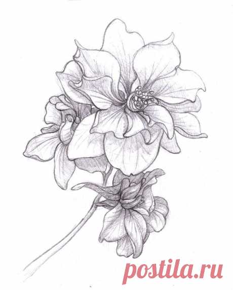 25 Beautiful Flower Drawing Information & Ideas