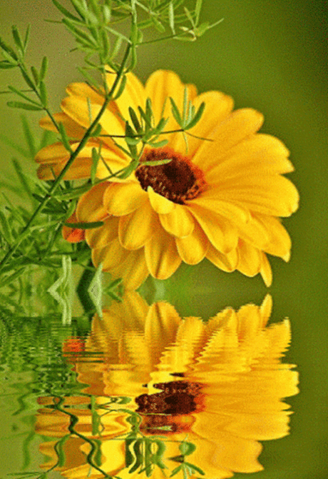 «Анимация - Отражение желтого цветка, анимационные картинки, » — карточка пользователя Mariya Stoitsova в Яндекс.Коллекциях
