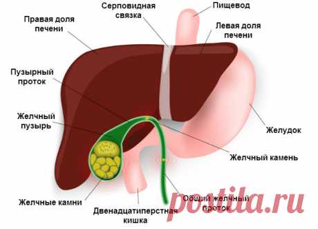 8 Признаков Заболеваний Желчного Пузыря