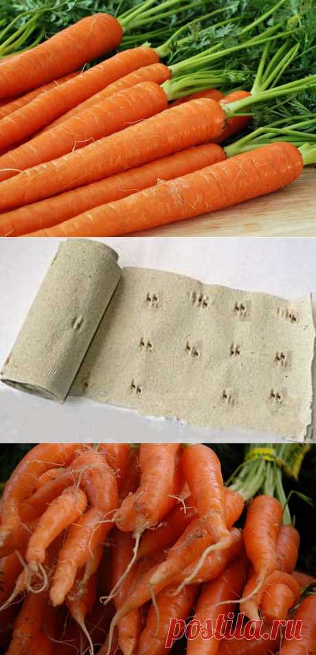 5 шагов к высокому урожаю моркови.Морковка требовательна к почве. Земля должна быть глубоко обработанной и легкой, тогда можно получить урожай ровных и длинных корнеплодов. Для тяжелых почв лучше выбирать сорта короткоплодные. Прореживать морковь надо осторожно и лучше в вечерние часы.Морковь на 80% состоит из воды. Поэтому для нее  важен хорошо организованный полив во время всходов и созревания урожая.