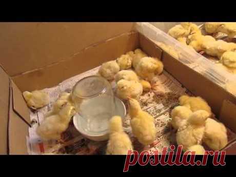 Кормление и пропой цыплят в  первые дни жизни (броллеров и несушек)