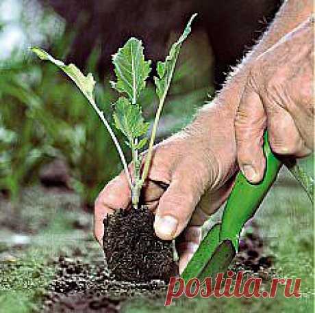 Как выращивать цветную капусту...без рассады.