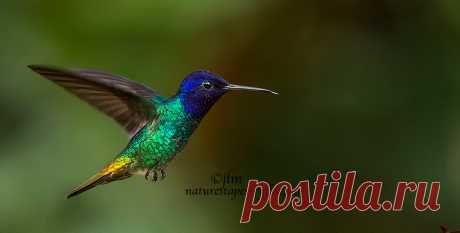 Caught In Mid-Air !!!!!!!!!!!!  The beautiful golden tailed sapphire hummingbird was truly a breathtaking sight to see. The vibrant colors and golden tail took this beauty over the top. It was difficult to really appreciate it's beauty unless you could catch the sun shining on his feathers. I waited for this image as he was flying back and forth in the canopy and really presented a challenge for us. We are already planning our next trip to Ecuador with Natures Tapestry Pho...