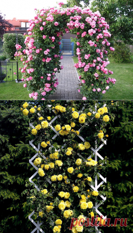Плетистые розы для дачи и сада