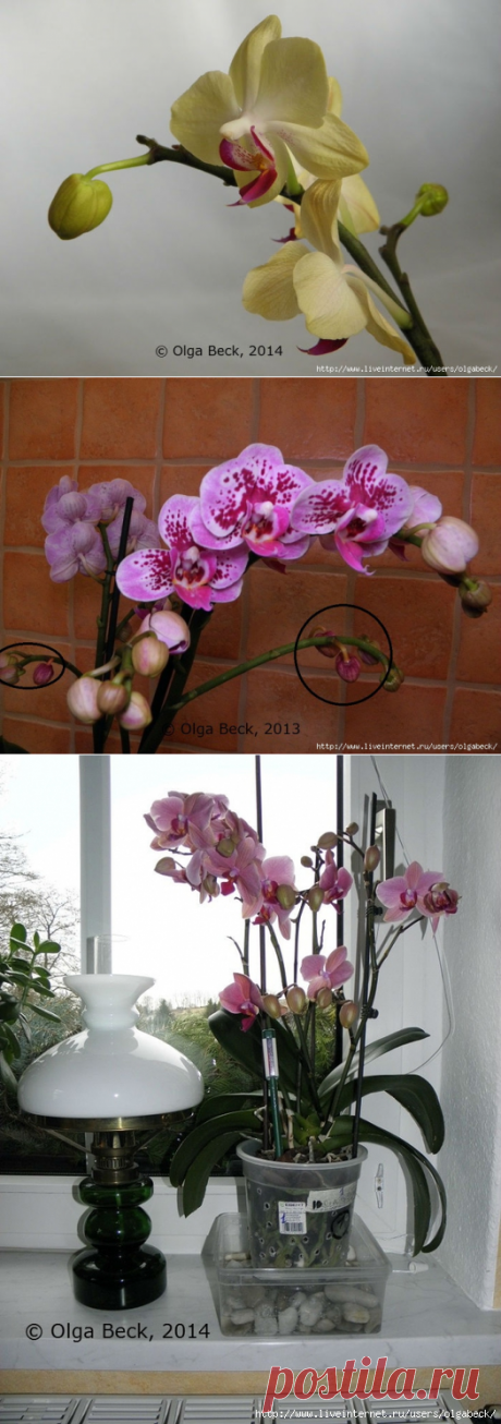 Почему у орхидеи вянут цветы и бутоны. Проблемы цветения.