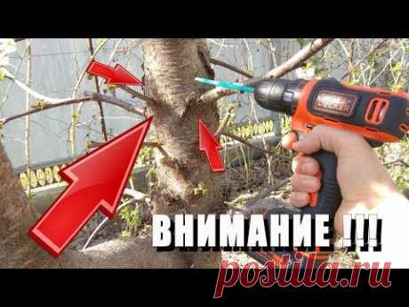 ПРИВИВКА ДРЕЛЬЮ✿ / СПОСОБ КОТОРЫЙ РАБОТАЕТ НА 100%©