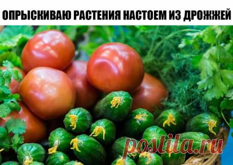 "ОПРЫСКИВАЮ РАСТЕНИЯ НАСТОЕМ ИЗ ДРОЖЖЕЙ, И МОИ ПОМИДОРЫ И ОГУРЦЫ НИЧЕМ НЕ БОЛЕЮТ!" 


Опыт дачника 
Я огородник с небольшим стажем. 
Пять лет назад мы с молодой женой на деньги, подаренные нам на свадьбу, купили не ковры-паласы-утюги- телефоны, а дачу. 
И ни разу не пожалели, потому…