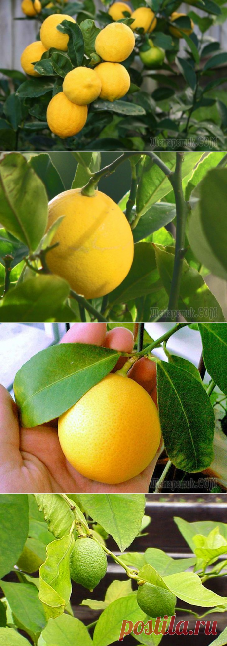 Попробуйте вырастить дома лимон Мейера
