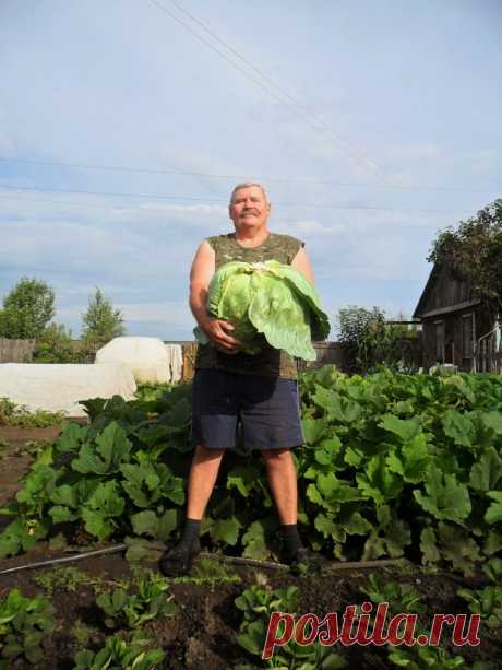 Как я получаю капусту без выращивания домашней рассады