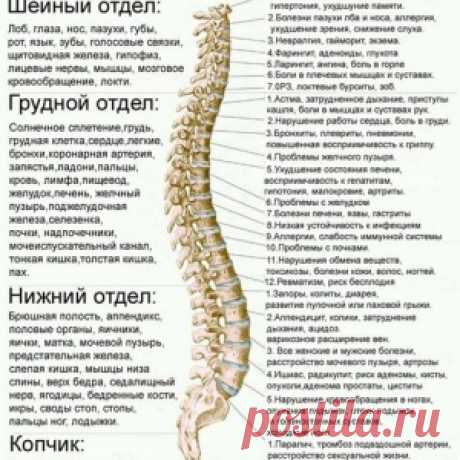 ТЕЛЕСНО-ЭМОЦИОНАЛЬНЫЕ СВЯЗИ ПОЗВОНОЧНОГО СТОЛБА.