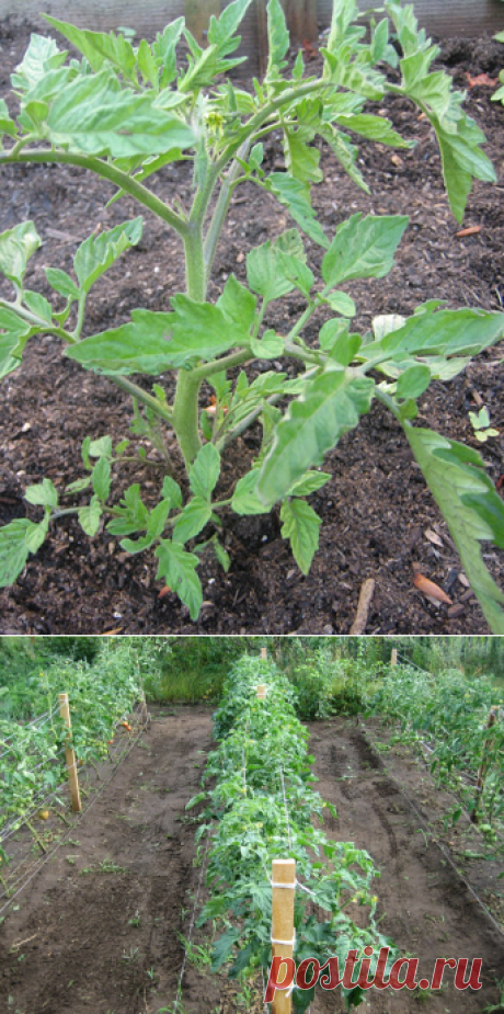 Способ выращивания помидоров — 6 соток
