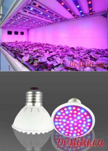 Лампа для рассады: светодиодная фитолампа для растений на подоконнике своими руками, как выбрать ультрафиолетовые светильники