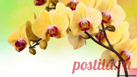 Как продлить цветение орхидеи. | Записки садовода | Яндекс Дзен