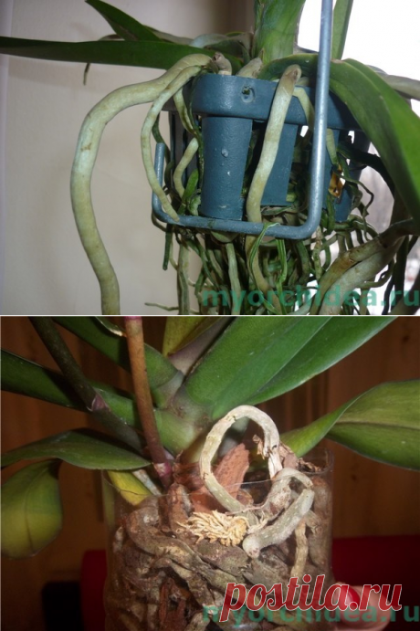 Корни орхидеи – что нужно знать начинающему флористу