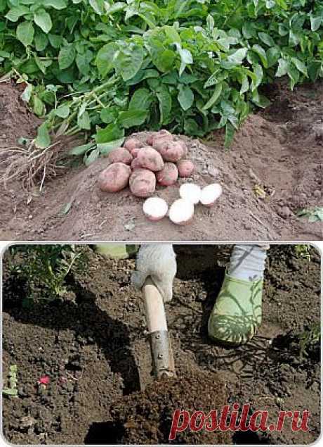 Как самому вырастить хороший картофель? | dlya-dachnika.ru