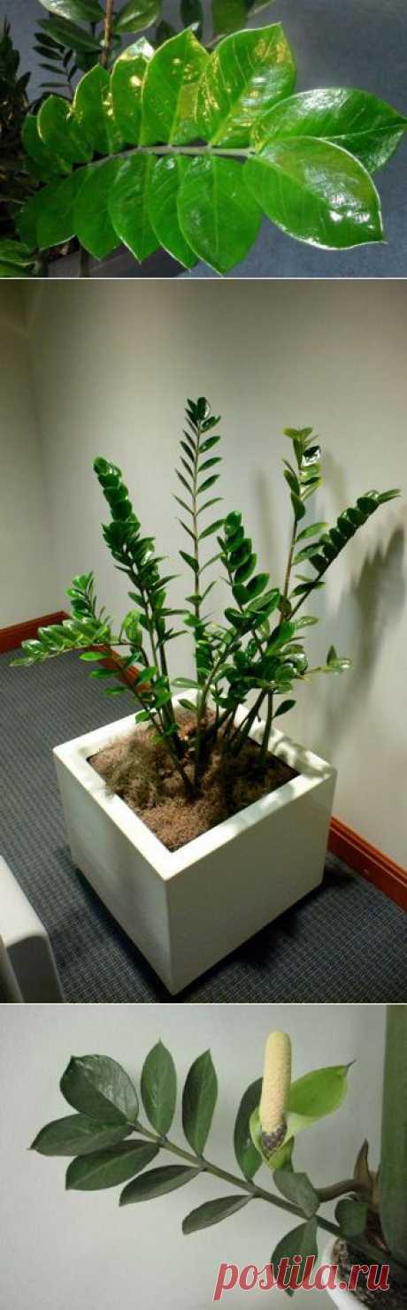 Замиокулькас — долларовое дерево