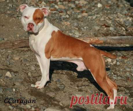 pitbull terrier for sale - Поиск в Google