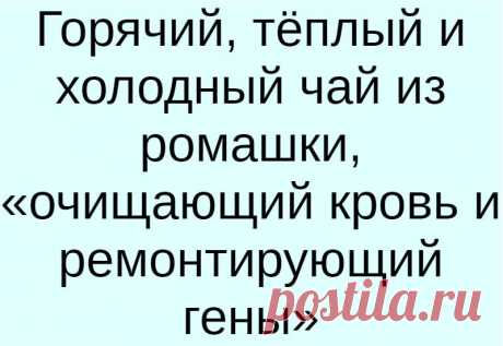 Горячий, тёплый и холодный чай из ромашки, «очищающий кровь и ремонтирующий гены»