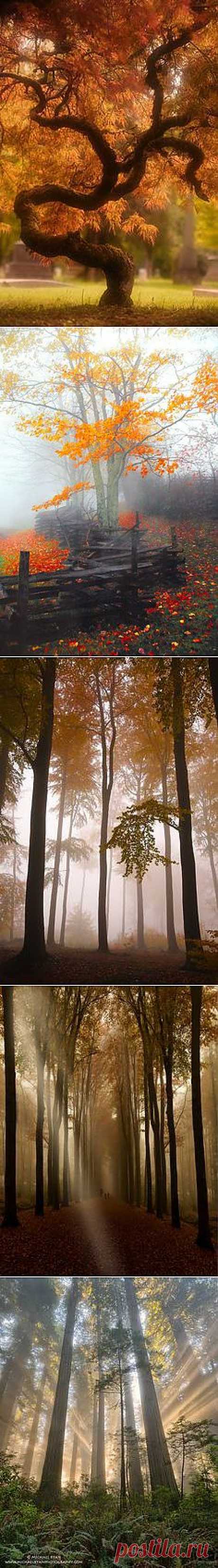 Tree &amp; Path