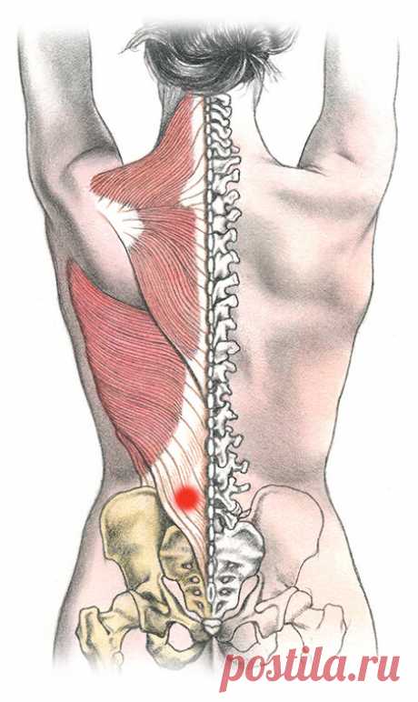 Как “вытянуть” мышцы поясницы и поясничный отдел позвоночника с помощью 5 упражнений | Максим Карташе́нков | Яндекс Дзен