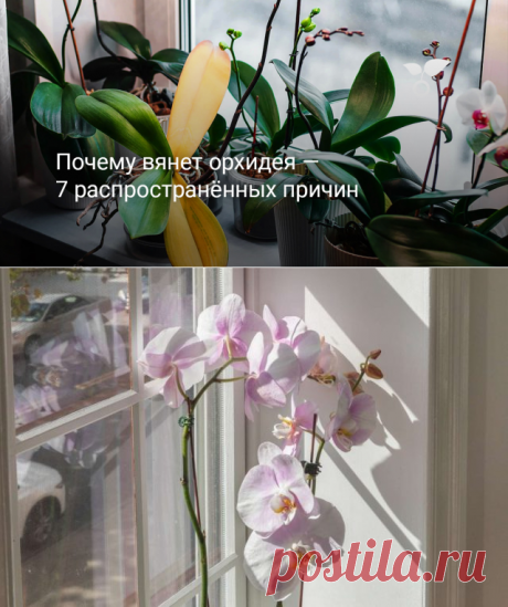 Почему вянет орхидея — 7 распространённых причин. Фото — Ботаничка