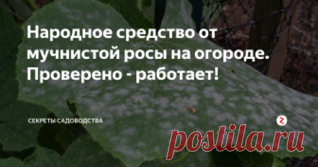 Народное средство от мучнистой росы на огороде. Проверено - работает! Любимая свекровь мне помогла, рассказав свой "секретный рецепт". Ещё во времена СССР она прочитала его в одном из журналов по ведению приусадебного хозяйства, и с тех пор с успехом применяет на своём огороде.
Подписывайтес