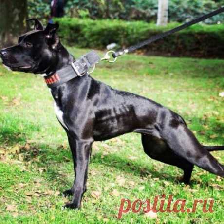 pitbull terrier for sale - Поиск в Google