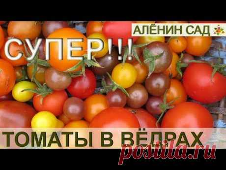 ТОМАТЫ в вёдрах / Выращивание томатов в вёдрах, мешках, ящиках / Огород в контейнерах - YouTube