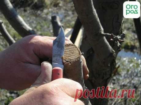 Как привить грушу весной – подробная пошаговая инструкция (фото)