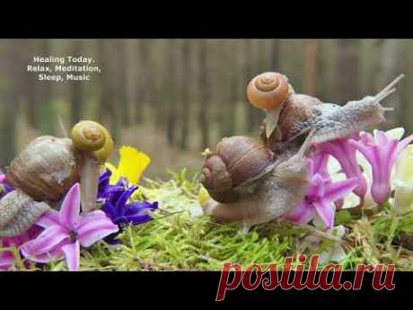 Amazing sounds of nature, beautiful snails💖 Recovery of the nervous system