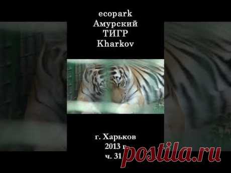 █ Обед у ТИГРА ЭкоПарк Харьков / ч 31 / 2013 г. #shorts