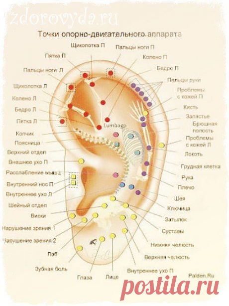 Общеукрепляющий массаж ушей | ПолонСил.ру - социальная сеть здоровья