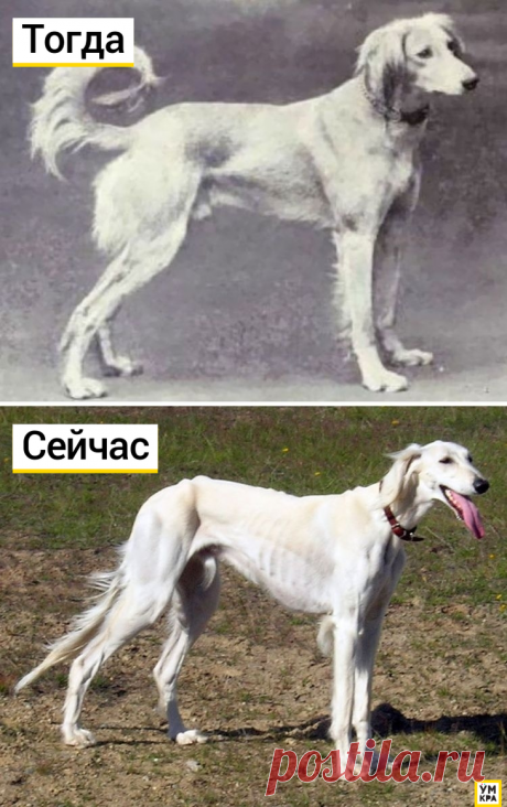Как выглядели известные породы собак 100 лет назад: Салюки (персидская борзая)