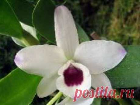 Как ухаживать за благородной орхидеей Дендробиум Нобиле
