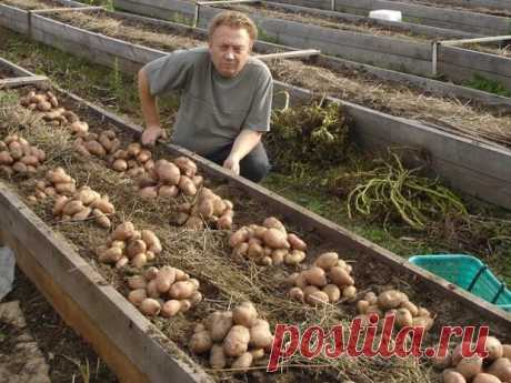 Удивительный огород Виктора Лядова