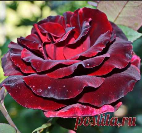 Что такое розарий, каким он бывает и какие сорта роз для него выбрать — Ботаничка.ru