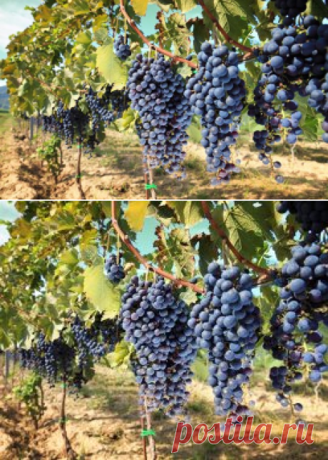 Как защитить виноград от болезней и вредителей | В саду (Огород.ru)