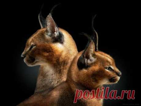 Перуанский фотограф делает снимки диких животных
