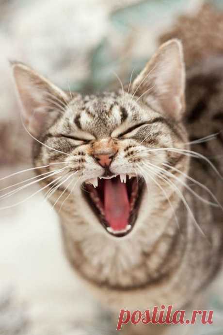 Lovely-KittyCats, catsbeaversandducks: How To Smile for a Photo