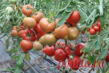 6 ошибок, которые допускают огородники при выращивании помидоров