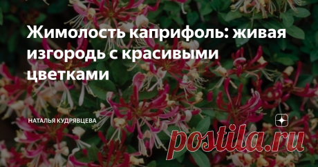 Жимолость каприфоль: живая изгородь с красивыми цветками Увлекшись выяснением вопроса о том, какую многолетнюю лиану можно посадить рядом с забором, я вспомнила старую добрую жимолость каприфоль. Когда-то у меня было это растение, причем даже разные сорта - с оранжевыми и розовыми цветками. И отлично выполняли свою роль. Однако тогда я была совсем начинающей, и высадила свою жимолость на неудачное место - с северной стороны дома, куда практически не попадают солнечные лучи...