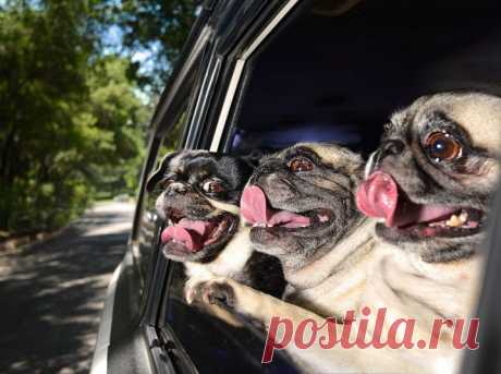 » Восторженные собаки выглядывают из автомобильных окон Это интересно!