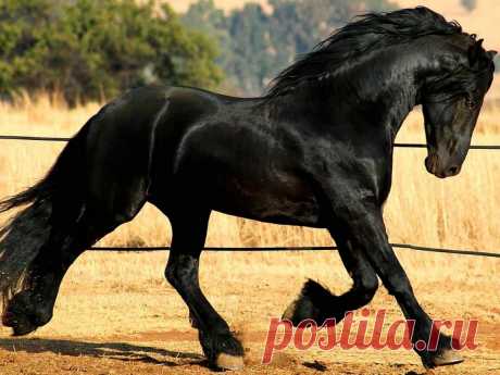 highbred-black-horse-wallpaper-665-1152x864.jpg (изображение «JPEG», 1152 × 864 пикселов)