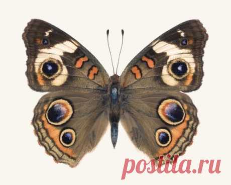 Пользователь Rocky Top Studio сохранил этот пин 
Butterfly Photo No. 5 - Junonia Coenia - Common Buckeye Butterfly Print  |  Pinterest