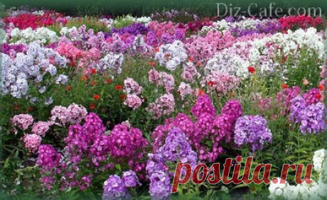 Многолетние цветы для дачи цветущие все лето: подборка лучших многолетников