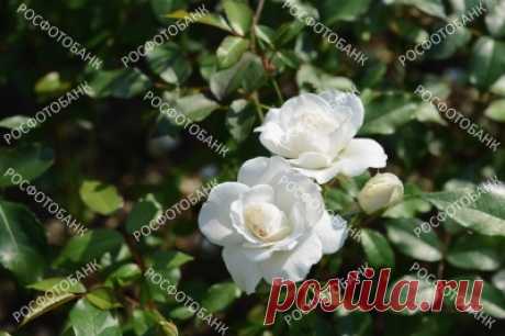 Белые розы крупным планом  Цветы белых роз крупным планом на фоне зеленых листьев летом в саду. Солнечный день, красота в природе.