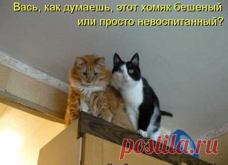 Смешные фото кошек и котят -