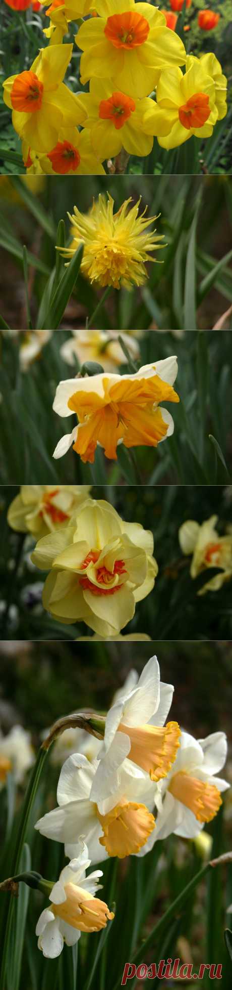 5 секретов цветка нарцисса.
Одним из традиционных цветков, который дарят женщинам в День 8 марта, является цветок нарцисса, у которого, оказывается, есть свои секреты.